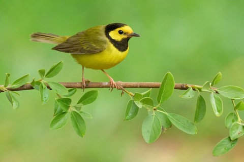 Hooded Warbler (Setophaga citrina) male, Texas, USA, North America