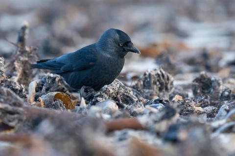 Western Jackdaw (Coloeus monedula) perched on a beach, Schleswig-Holstein, Deutschland, Germany,