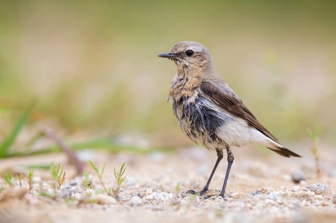 Northern Wheatear (Oenanthe oenanthe) female, Poland, Europe