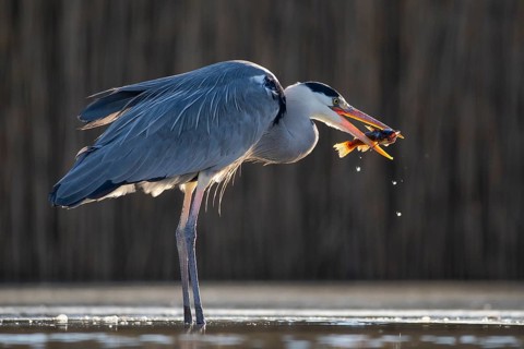 Grey Heron (Ardea cinerea) with fish prey in beak, Pusztaszer, Hungary, Europe