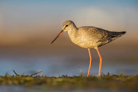 Spotted Redshank (Tringa erythropus) foraging, Poland, Europe