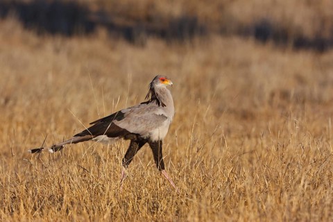 Secretarybird (Sagittarius serpentarius), Northern Cape, South Africa, Africa