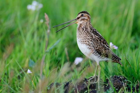Common Snipe (Gallinago gallinago), Lower Saxony, Germany, Europe