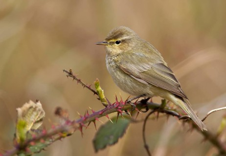 Common Chiffchaff (Phylloscopus collybita), Mecklenburg-Western Pomerania, Germany, Europe