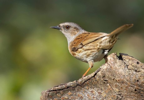 Dunnock (Prunella modularis), Mecklenburg-Western Pomerania, Germany, Europe
