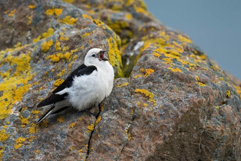 Snow Bunting (Plectrophenax nivalis insulae) male singing, perched on a stone, Iceland, Europe