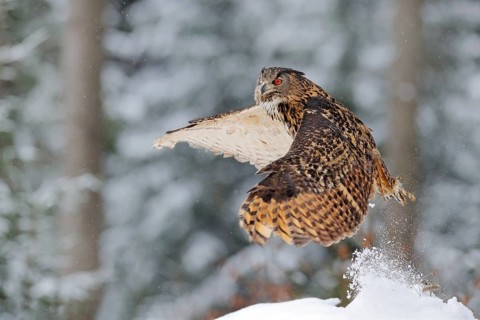 Owl starts from snow. Flying Eurasian Eagle owl with open wings in snowy forest during cold winter.