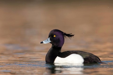 Tufted Duck (Aythya fuligula) male, Baden-Wuerttemberg, Germany, Europe