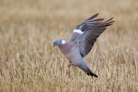 Common Wood Pigeon (Columba palumbus) flying, North Rhine-Westphalia, Germany, Europe