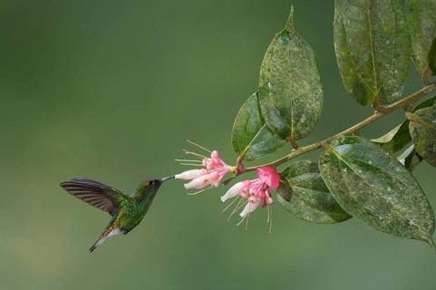 Coppery-headed Emerald (Elvira cupreiceps), Costa Rica, Central America