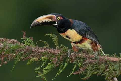 Collared Aracari (Pteroglossus torquatus), Costa Rica, Central America