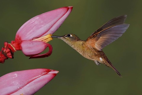 Fawn-breasted Brilliant (Heliodoxa rubinoides), Ecuador, South America