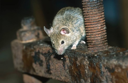 House mouse (Mus musculus) sitting on an old rusty iron frame, North Rhine-Westphalia, Germany,