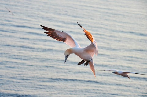 Northern gannet (Morus bassanus) flying over the sea at sunset, landing, wildlife, Helgoland,
