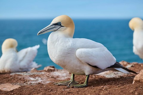 Northern gannet (Morus bassanus) standing on the cliff, wildlife, Helgoland, Germany, Europe