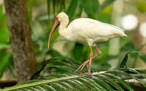 White Ibis, Schneesichler (Eudocimus albus)