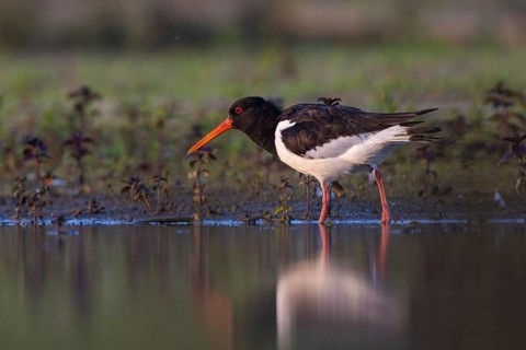 Eurasian Oystercatcher (Haematopus ostralegus), North Rhine-Westphalia, Germany, Europe
