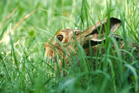 European brown hare (Lepus europaeus) sitting in its manger in a meadow, North Rhine-Westphalia,
