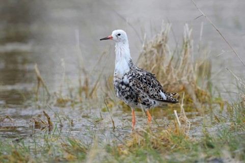 Kampfläufer (Philomachus pugnax) Ruff, male