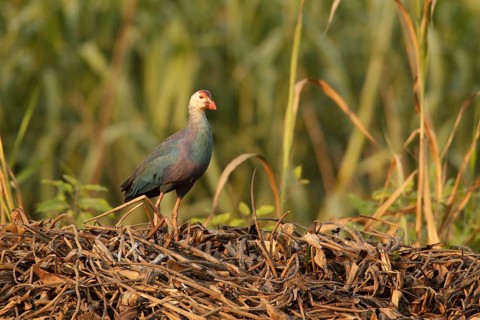 Grey-headed Swamphen (Porphyrio poliocephalus), Bueng Boraphet, Thailand, Asia
