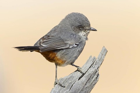 Chestnut-vented Warbler (Sylvia subcoerulea), Northern Cape, Kgalagadi Transfrontier Park, South