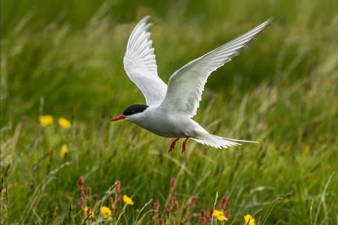 Arctic Tern (Sterna paradisaea) flying, Iceland, Europe