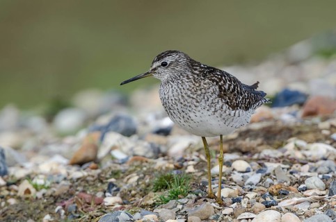 Wood Sandpiper (Tringa glareola), Schleswig-Holstein, Germany, Europe