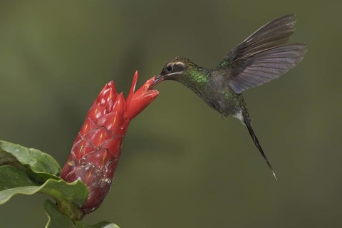White-whiskered Hermit (Phaethornis yaruqui), Ecuador, South America