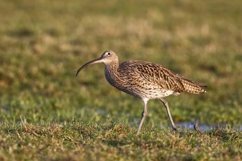 Eurasian Curlew (Numenius arquata) foraging, North Rhine-Westpalia, Germany, Europe