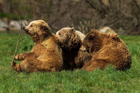 Three bears sitting in the grass, looking relaxed and calm in their surroundings, brown bear (Ursus