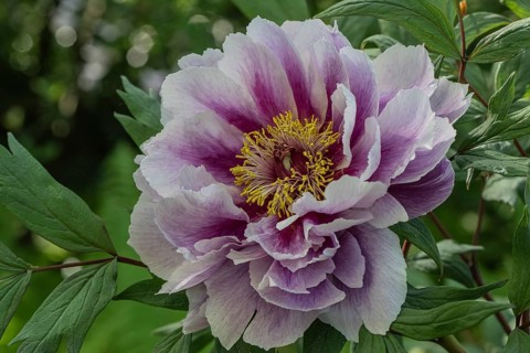 Shrub peony (Paeonia suffruticosa Kamata-Nishiki), flower, Emsland, Lower Saxony, Germany, Europe