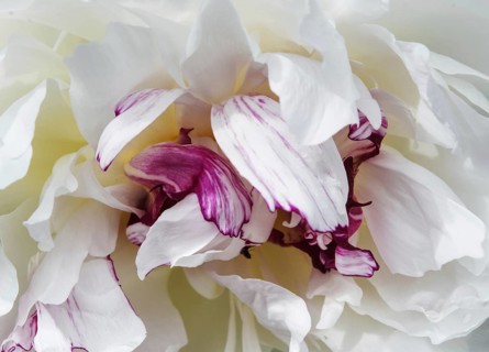 Close-up of white and purple petals of a peony (Paeonia officinalis) with an elegant, soft