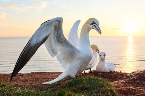 Northern gannet (Morus bassanus) courts a female in the colony at sunset with the sea in the