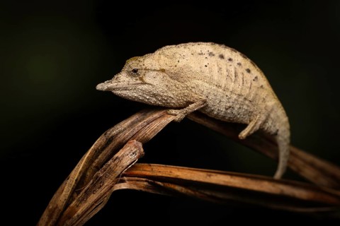 An extremely rare chameleon of the genus Palleon lolontani in the rainforest of Marojejy National