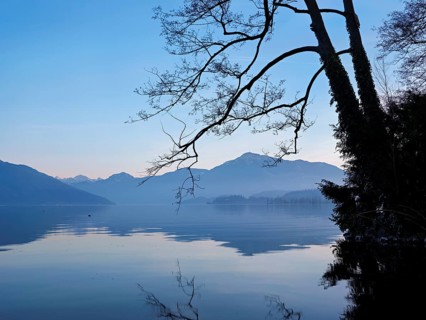 Morning atmosphere at Lake Zug with a tree with ivy in the foreground and the snow-covered Rigi in