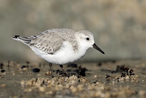 Sanderling (Calidris alba), British Columbia, Canada, North America