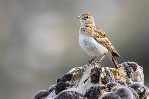 Greater Short-toed Lark (Calandrella brachydactyla) perched on a rock, Castile and Leon, Spain,