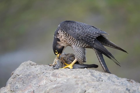 Peregrine Falcon (Falco peregrinus) female, Saxony, Germany, Europe