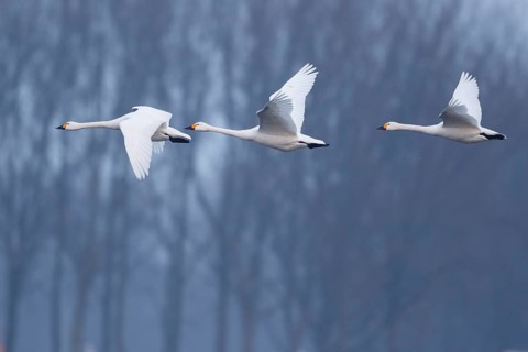 Tundra Swan (Cygnus columbianus bewickii) group flying, Netherlands