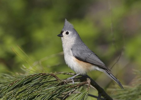 Tufted Titmouse (Baeolophus bicolor), Ohio, USA, North America