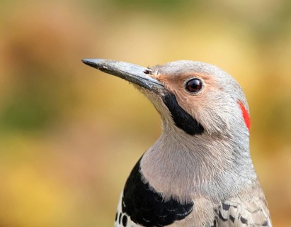 Northern Flicker (Colaptes auratus) male, Saskatchewan, Canada, North America