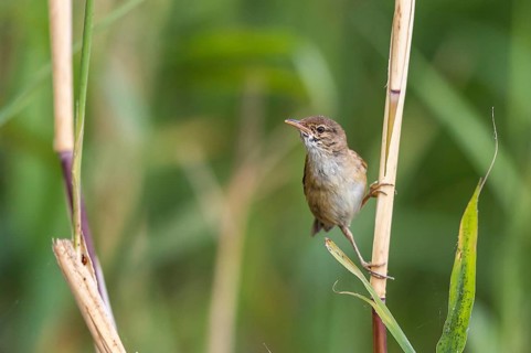Eurasian Reed Warbler (Acrocephalus scirpaceus), Mecklenburg-Western Pomerania, Germany, Europe