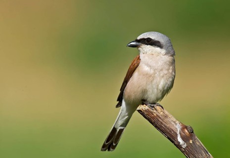 Red-backed Shrike (Lanius collurio) male perched on a branch, Aosta Valley, Italy, Europe