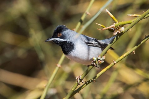 Rüppell's Warbler (Sylvia ruppeli) male, Eilat, Israel, Asia