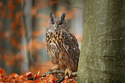 Eurasian Eagle Owl, Bubo Bubo, sitting on the tree branch, wildlife photo in the forest with orange