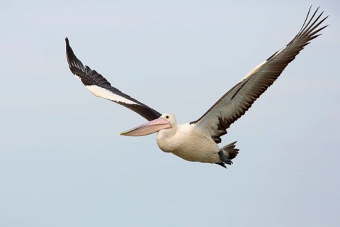 Australian Pelican (Pelecanus conspicillatus) flying, Victoria, Australia, Oceania