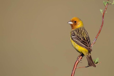 Red-headed Bunting - Braunkopfammer - Emberiza bruniceps, Kazakhstan, adult male, Asia