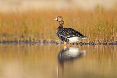 Greater White-fronted Goose (Anser albifrons), North Rhine-Westphalia, Germany, Europe