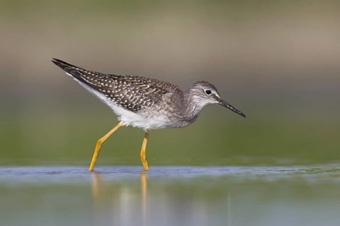 Lesser Yellowlegs (Tringa flavipes) juvenile, Michigan, USA, North America