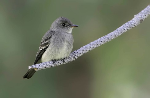 Western Wood Pewee (Contopus sordidulus), British Columbia, Canada, North America